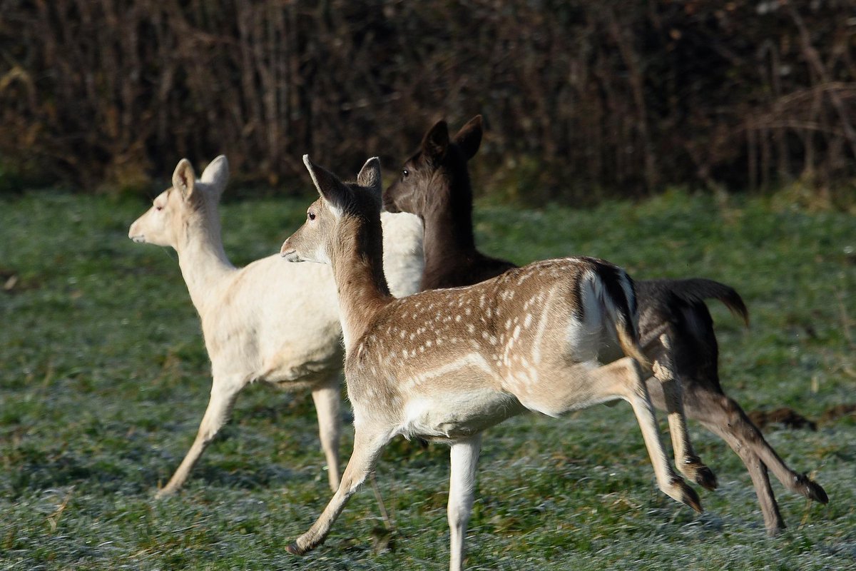 TINO MARTINO tweet media