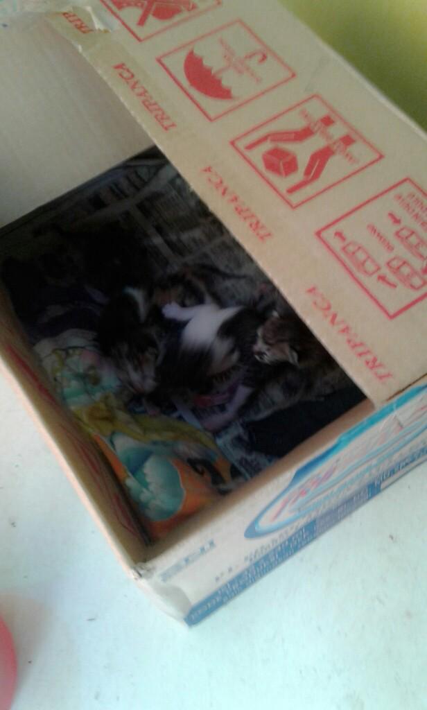 dindaaisyarinii's tweet photo. Kucing gue lucukan http://t.co/j70ZGo4t5O