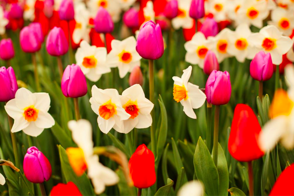 An Introduction to Gardening a Beginner’s Guide - Seekyt