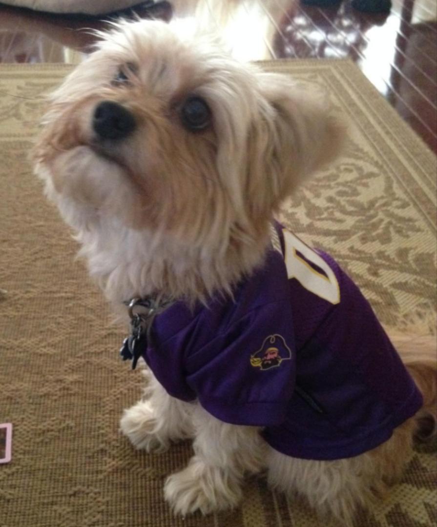 Minniestmouse's tweet photo. He's ready for the game #DoggiesForAnthony http://t.co/WTYg66tvi2
