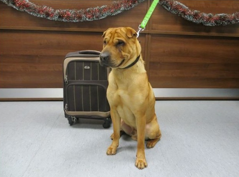 A3Noticias's tweet photo. Abandonado un perro en una estación de tren de Escocia con una maleta con sus pertenencias http://t.co/4OW2NfIlJU http://t.co/jviGAnjkA2