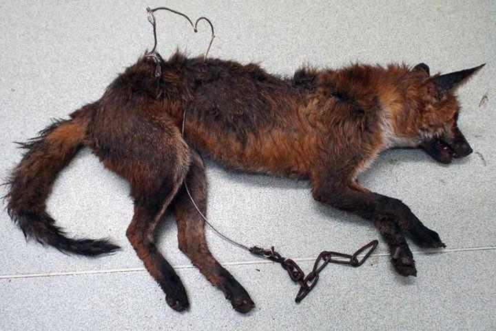 NualaBugeye's tweet photo. Fox found starved to death in - a totally legally set - snare near Tewkesbury. Ban these foul traps NOW! #snareaware http://t.co/sHtJpFXWga