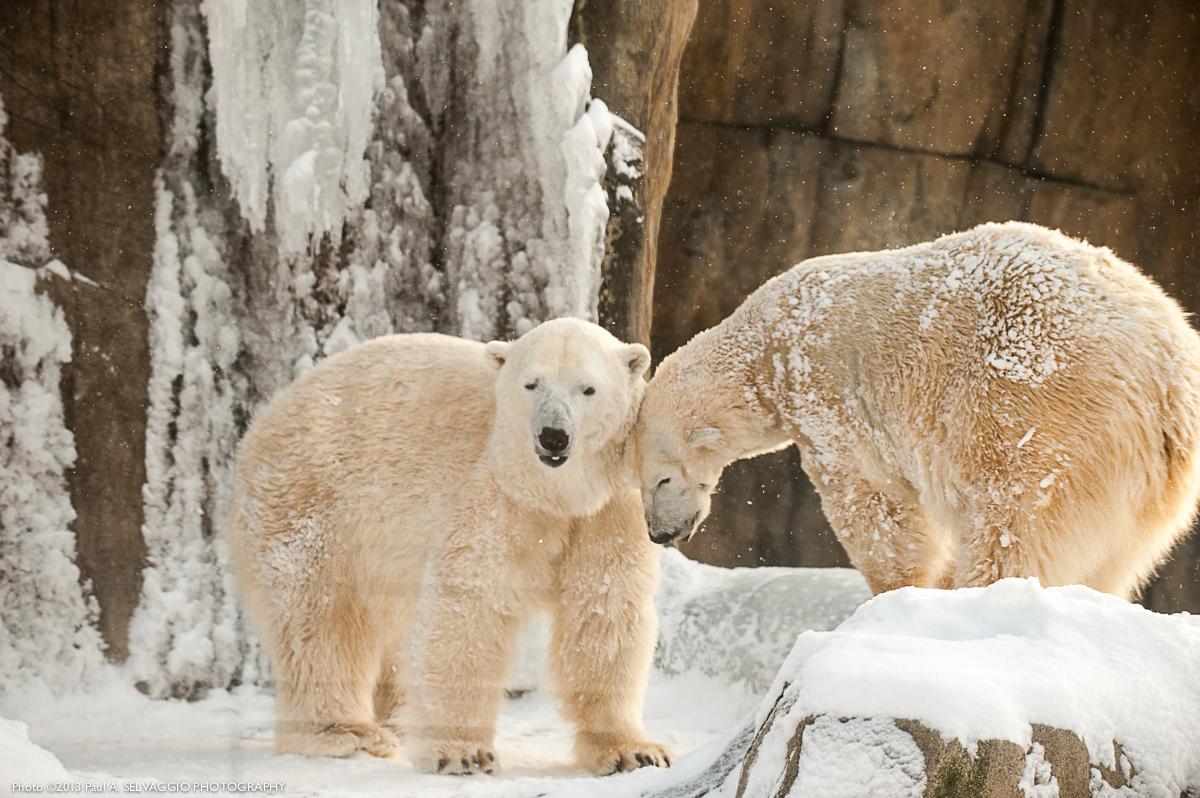 pittsburgh zoo ppg aquarium on twitter registration for the