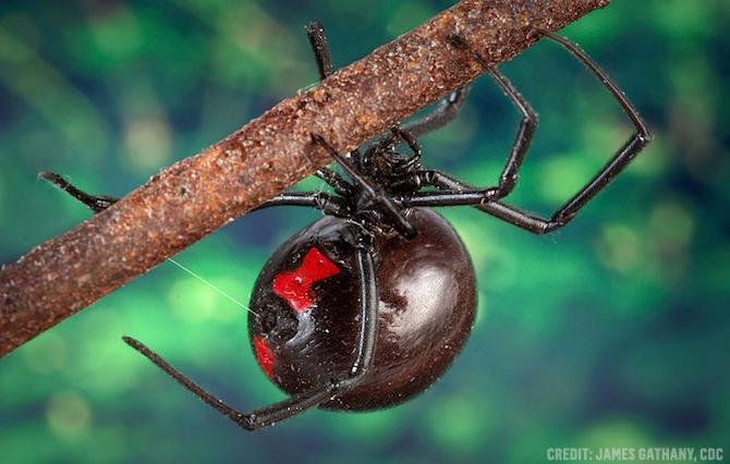 Discovery's tweet photo. Why black widow spider venom is so potent >> http://t.co/0yY034bgKS http://t.co/edCFElQY6w