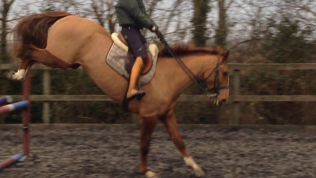 IndiaBusseyEQ's tweet image. @wodehousestud Wodehouse Phoenix showing us what he can do today! @Feedmark @PaulCBussey @AtiyaBussey #talented #1m30