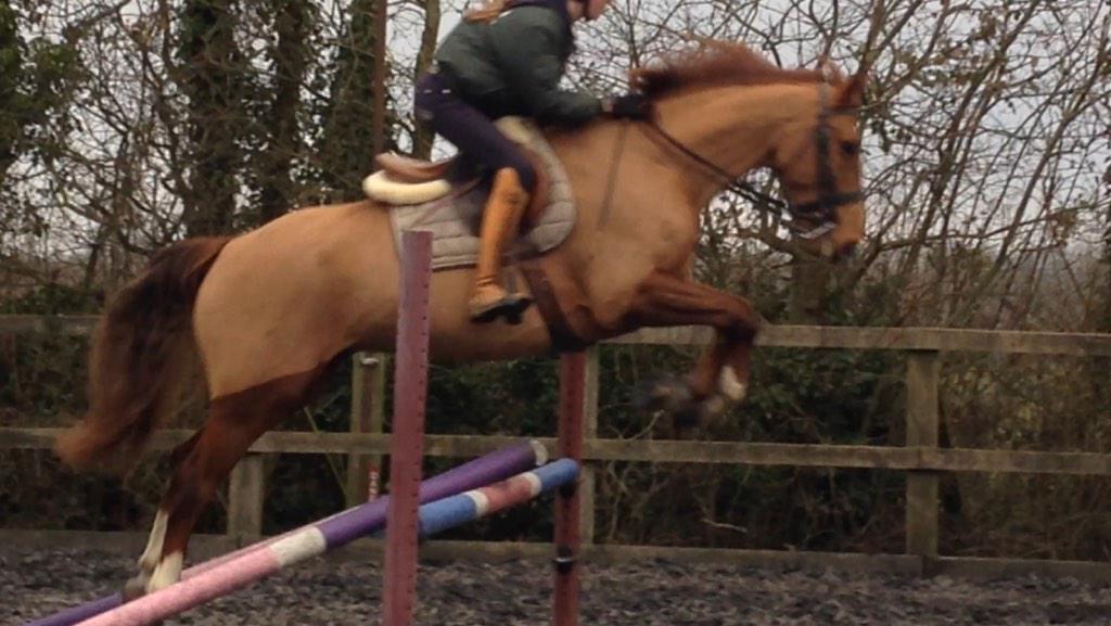 IndiaBusseyEQ's tweet image. @wodehousestud Wodehouse Phoenix showing us what he can do today! @Feedmark @PaulCBussey @AtiyaBussey #talented #1m30