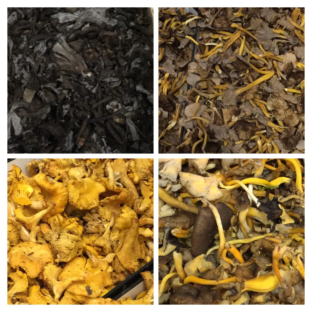 It’s #mushroomstock time! And it’s a good week for the European wild ones #chefs #suppliers