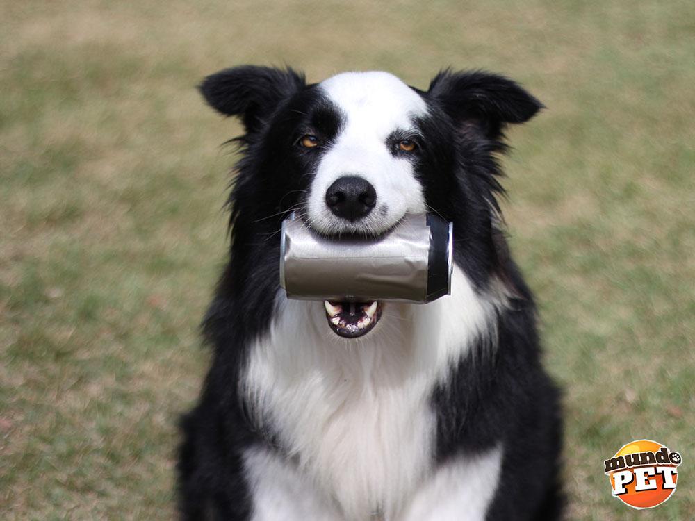 MundoPetSBT's tweet photo. Já pensou em adestrar seu cachorro? Conheça as dicas de Marco Tognoli: http://t.co/iKq8Oj56Db http://t.co/Seeo38HAL6