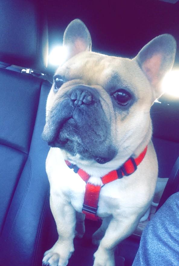 TheFemaleDesign's tweet image. Road trip with Mr Valentino #piggyinthemiddle 🐷🐶