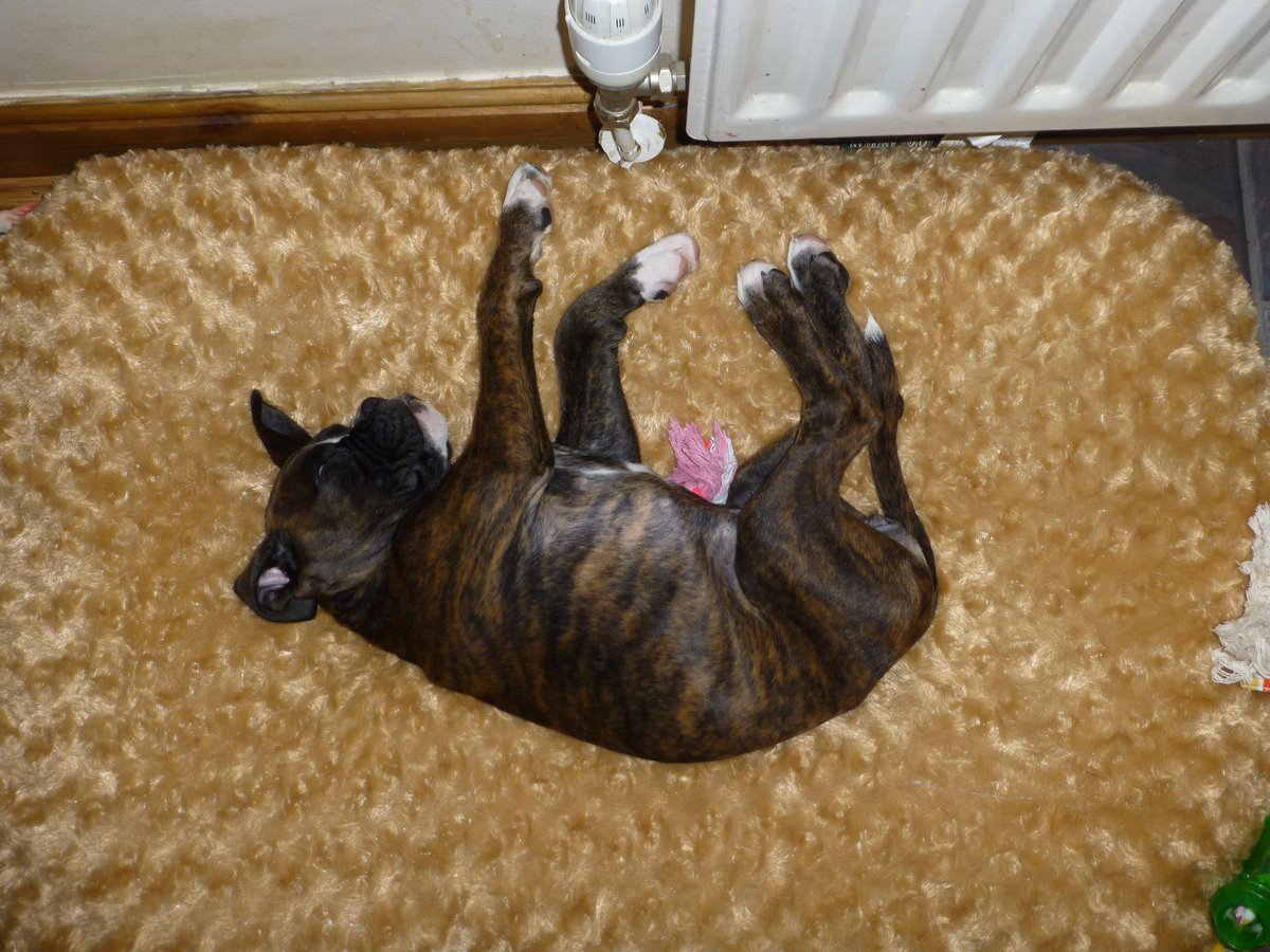 PaDevlin's tweet image. Puppy running the house #puppychaos