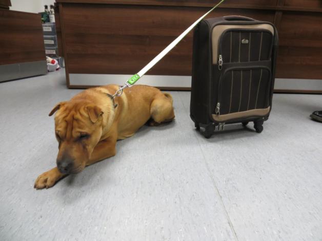 TheScotsman's tweet image. UPDATE: @ScottishSPCA inundated with offers to re-home dog abandoned at Ayr railway Station 
bit.ly/1BvCkXt