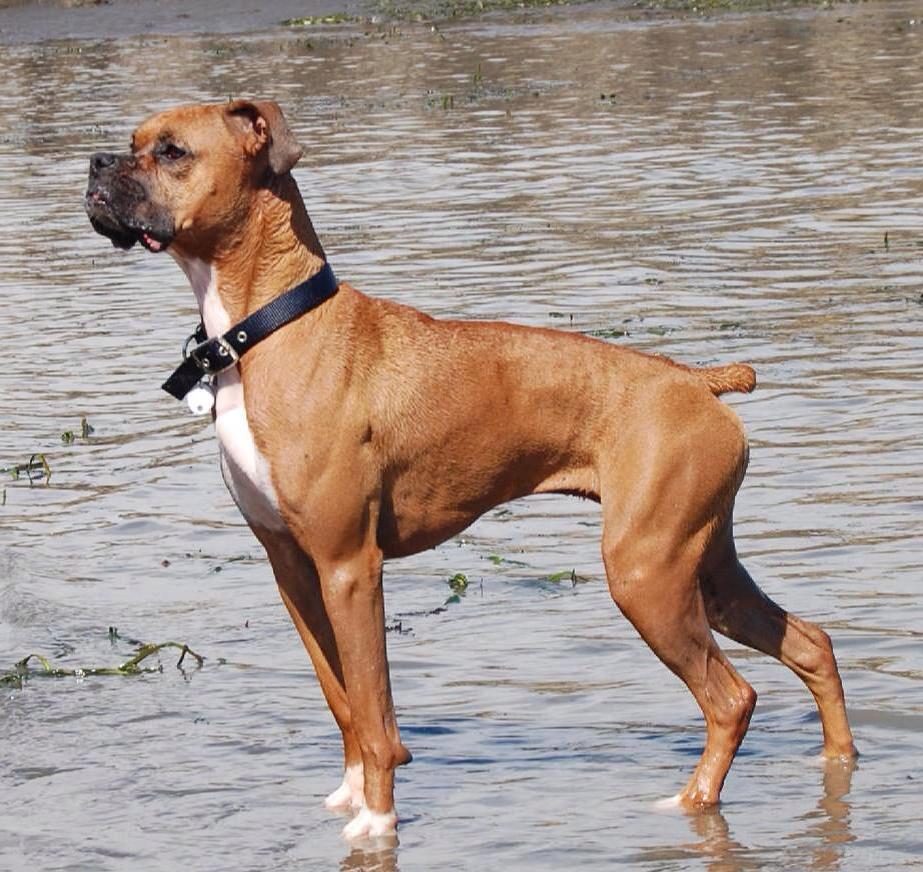 Dogguau_Bilbao's tweet photo. Si el perro descansa su peso sobre patas delanteras: seguridad, atención a lo que tiene delante y,en su caso,ataque http://t.co/BcvvQcw74h