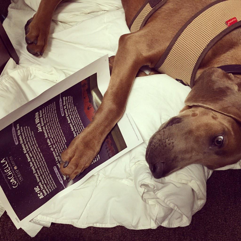 KinerComm's tweet image. Buckeye is hard at work...studying The Coachella lineup.