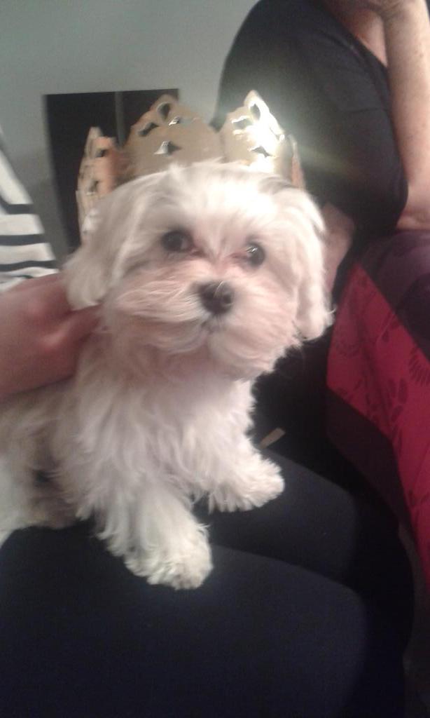 seguiandrea's tweet photo. La princesa de la casa @maperello http://t.co/XuLU54ngVE