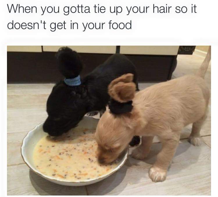 Wyefarm's tweet image. I need to do this to Snipe! Her ears are forever getting in her food &amp;amp; water bowls! #spanielproblems