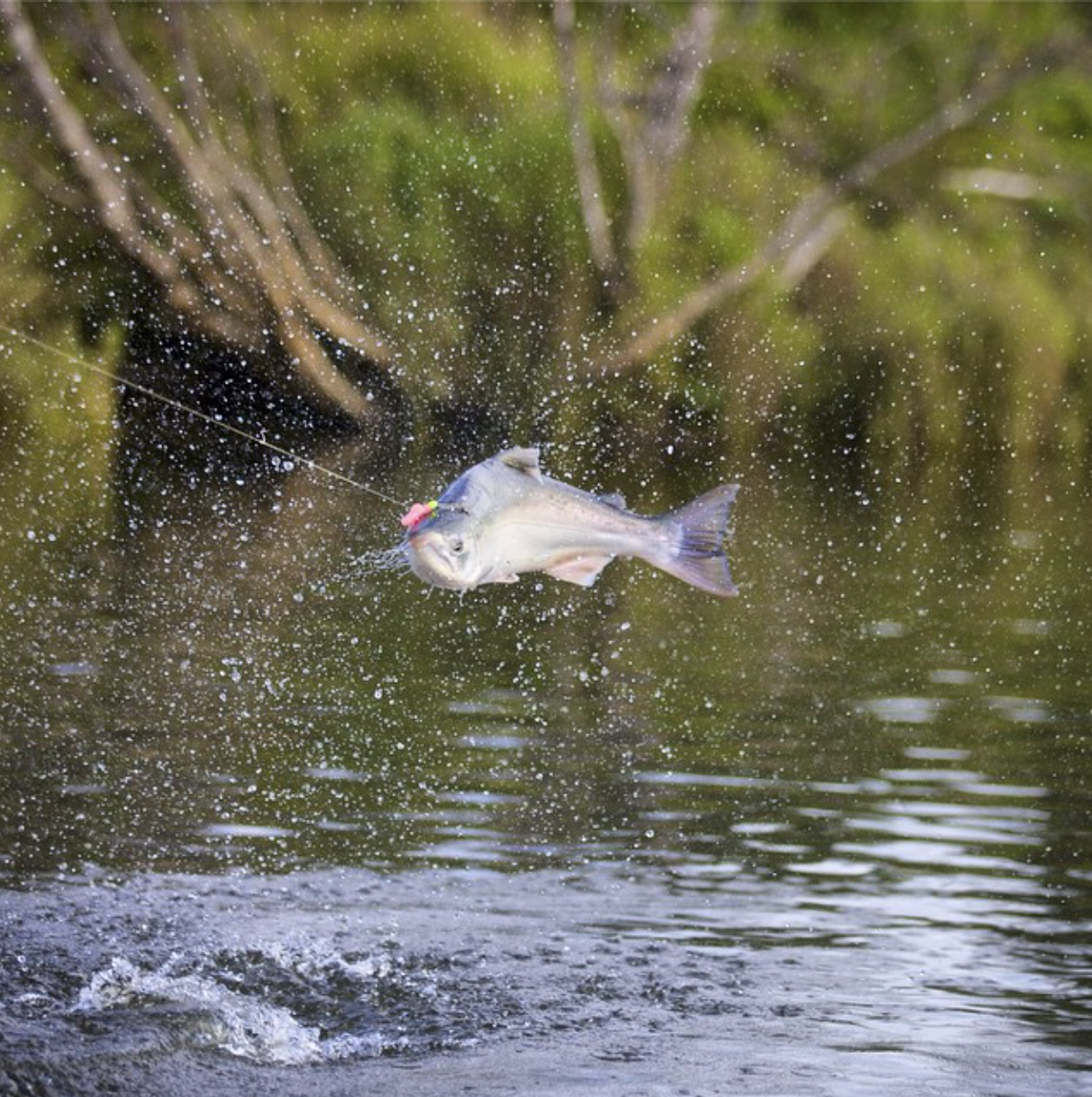 AnglersAlibi's tweet image. Air time on the #AlagnakRiver Coho style!  Only 3 openings in August left, our prime time for Coho Salmon!
