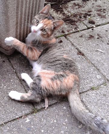 AnimalAlert's tweet photo. Vermist: poes, huiskat, lapjes, Den Haag, 16-08-2014. Gevonden? http://t.co/4zzwjQiQhD http://t.co/P2GILlHu5I