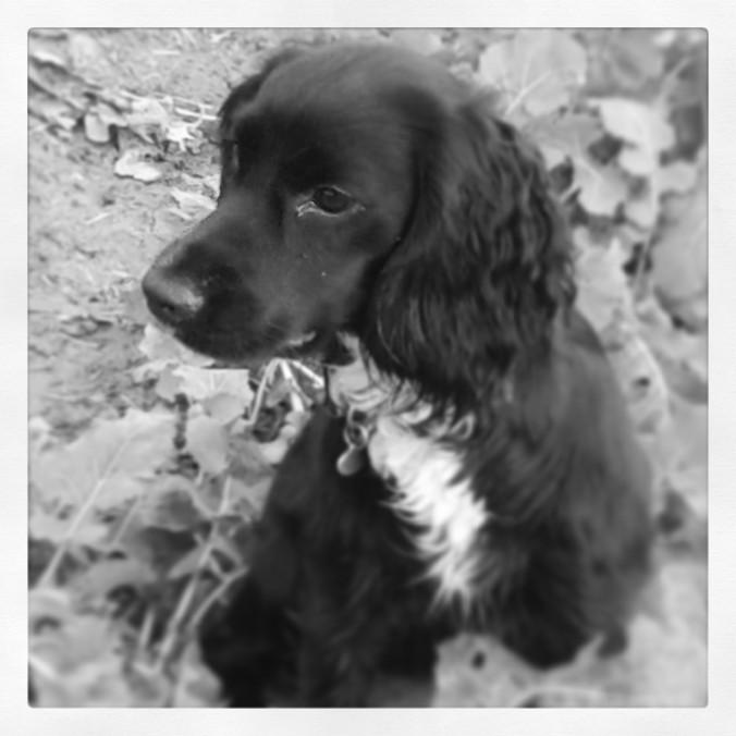 EmmaJSimkiss's tweet image. @Wyefarm talk to me about #spanielproblems!