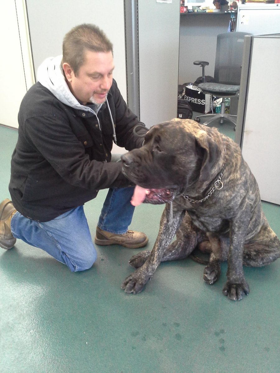 DFWFGF's tweet image. Roosevelt needs legs surgery urgently, please donate
gofundme.com/js5bas #AdoptDontShop #MastiffMonday #rescuedog