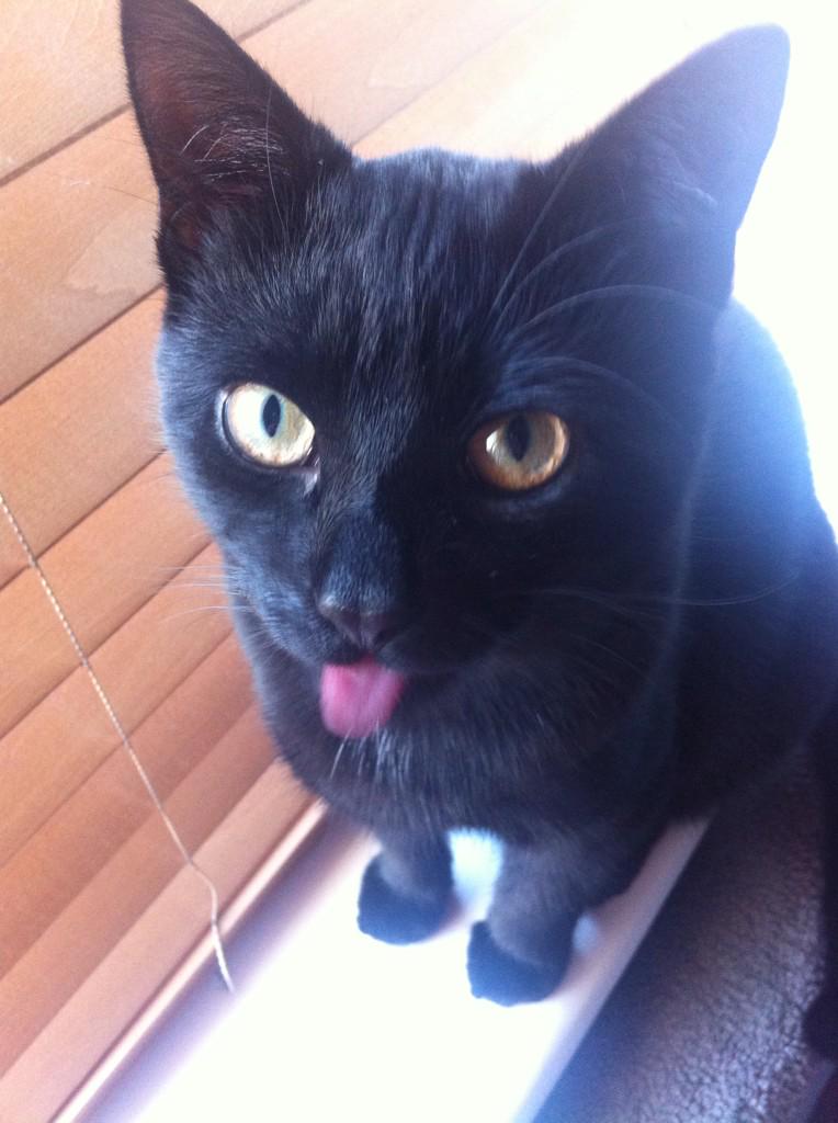 Look at the cat @GarethHughes85 #pullingtongues