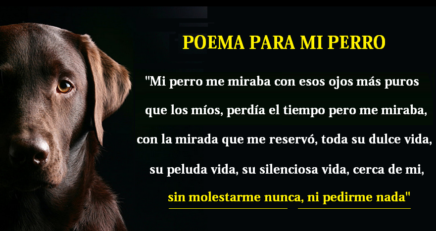 Hervir Perder Sueño Diego on Twitter: "@NoUsesPieles Poema para mi perro  http://t.co/fSYGEzoDdb" / Twitter