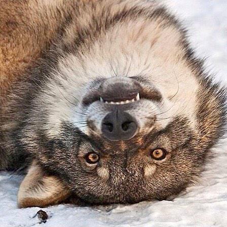 WitchWolfGame's tweet photo. Change your perspective🐺
http://t.co/4v2CG38VKy
#iphone #game #ios #ipad #ipod #play #witchwolf http://t.co/VtKBt9JXfr