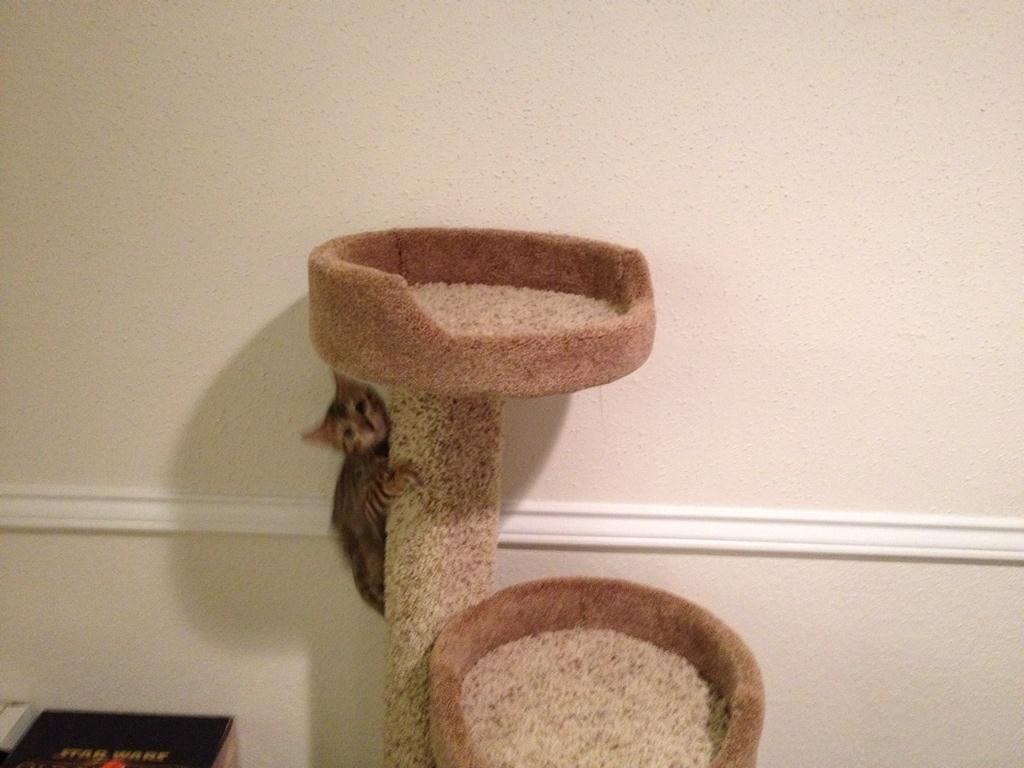 Thank you <a href="/burnie/">Burnie Burns</a> for the cat tree. It's safe to say Solaire likes it.