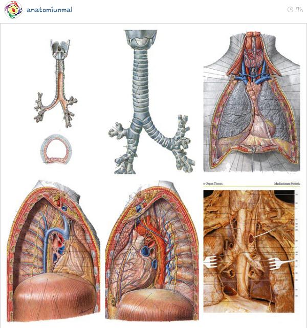 Part 2 <a href="/FKUNIMAL13/">FKUNMAL13</a>