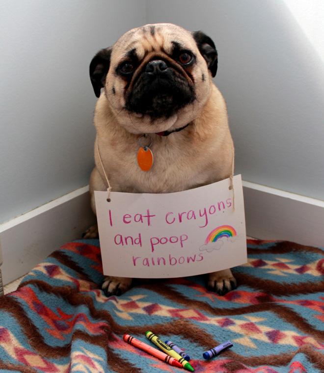 FreshPlosion's tweet photo. Pug shaming http://t.co/BF0MmxY8Yx
