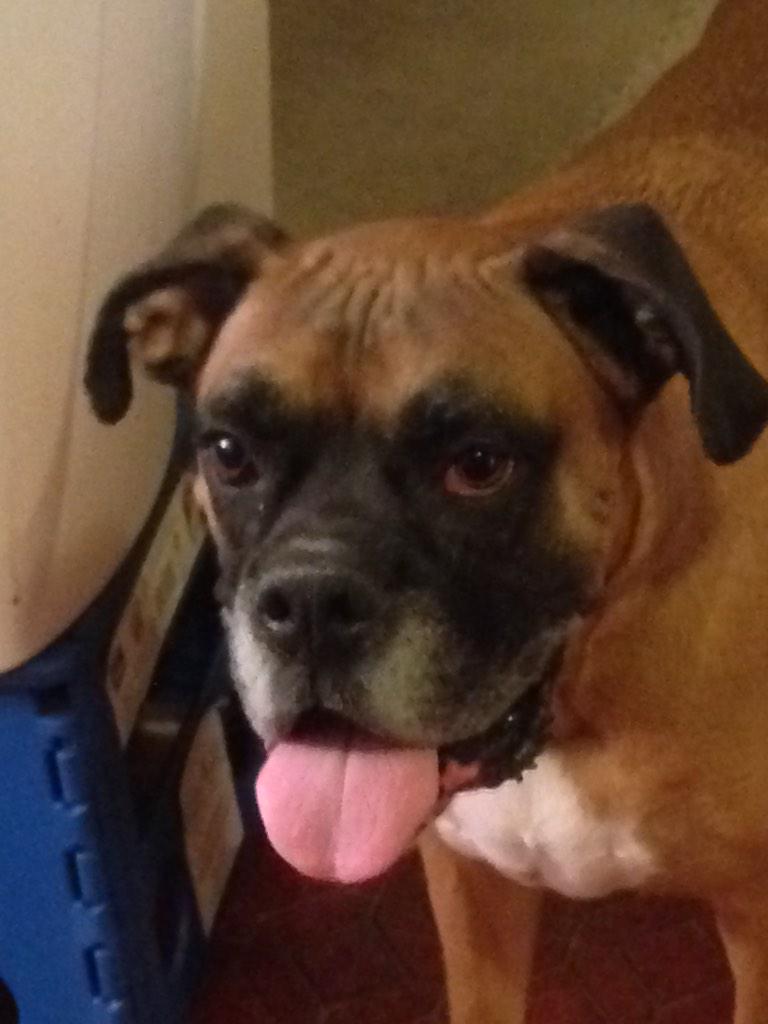FinderBillinky's tweet photo. Why not another #ToungeoutTuesday
😂😂😜😜 #randombuddypics   #boxerdogfam http://t.co/Sv5i1P2BZV