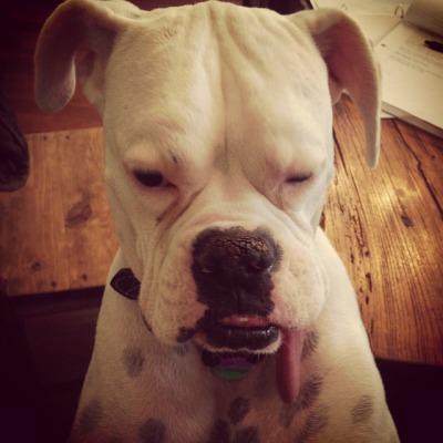 Kisstheboxer's tweet photo. Feeling stressed? That ruff! @AscentHC can help! http://t.co/hXnFjYoZf1