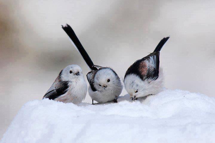 Carbon_Con's tweet photo. Global Colding?? RT @Kashtent: #auspol Up here in the northern hemisphere, it's winter. RT @JenaC2: Powder snow http://t.co/1yLtKrZp7S