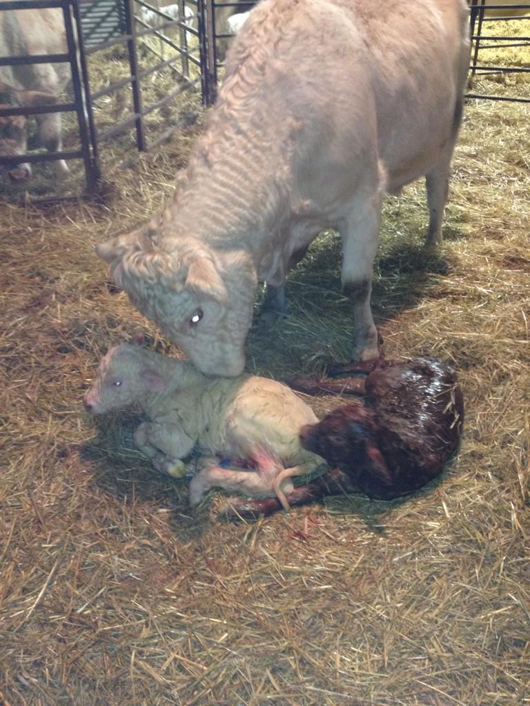 steppler_andre's tweet image. A first @ #stepplerfarms  One red one white. Twin heifers out of our AI sire Sparrows Talon 343A #charolais