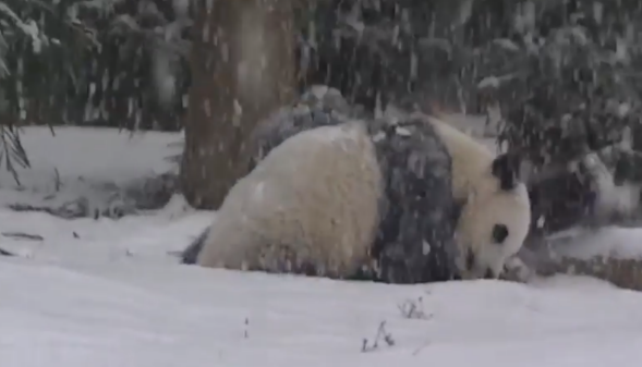 BlondeShells's tweet image. MT So cute @Slate: Video of Baby Pandas Playing in the Snow. Try to Control Yourself. slate.me/1BwSMqo  #pandas