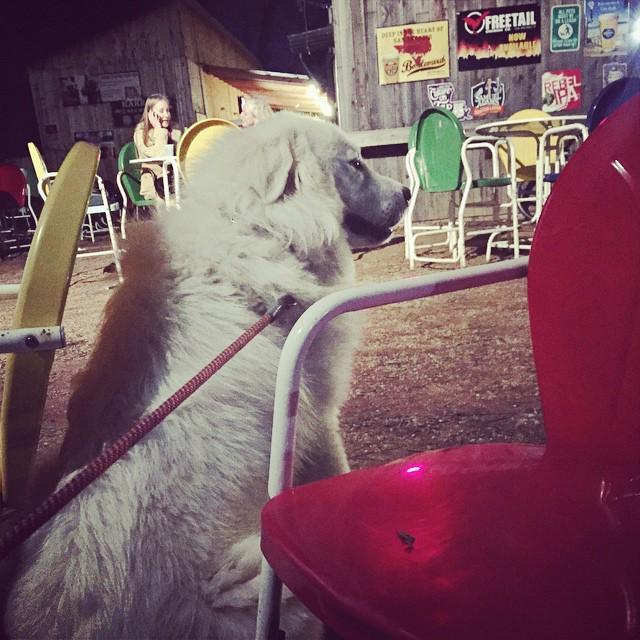 Sully waiting on someone to come pet him <a href="/thefriendlyspot/">The Friendly Spot</a>!  #greatpyrenees #dogsofinstag... ift.tt/1BG15hq