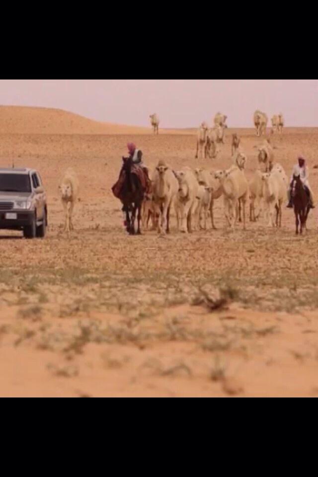 rashed66550's tweet image. مدامها دنيا الفنا والزوالي
دور سعادة خاطرك وين ما كنت

اما سعادة تبع ذودا" متالي
ولا سعادة شايبا" ماخذا" بنت