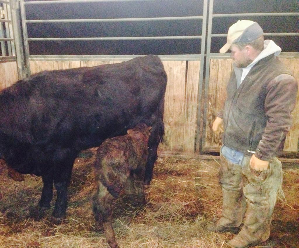Mission complete! Grafted this calf to a heifer that lost hers. Can't say enough about the David Chambers family!