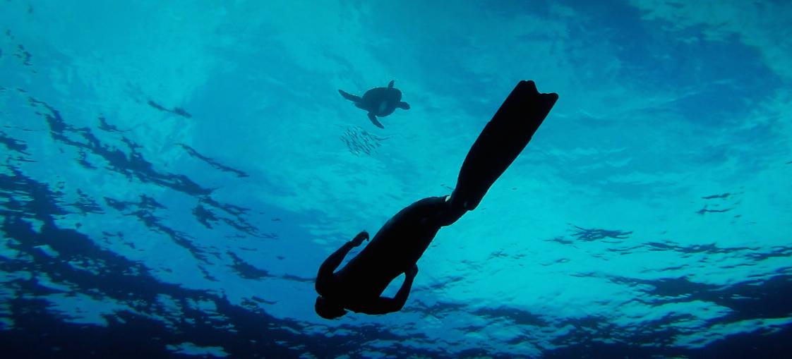spunco's tweet photo. Under the Blue ¨The turtle and it´s fish party¨ http://t.co/aavN0NNbBJ