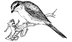 ハヤト 僕の住んでいる中百舌鳥の由来になった百舌鳥という鳥ですが 捕えた獲物を木の枝に突き刺す はやにえ という残酷な習性があります Http T Co Imy6wu6ydb ハヤト 僕の住んでいる中百舌鳥の由来になった百舌鳥という鳥ですが 捕えた獲物を木の枝に突き刺す はやにえ という残酷な習性があります Http T Co Imy6wu6ydb