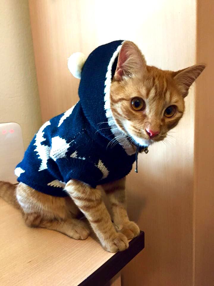 angelgomez_h's tweet photo. Ojalá algún día pueda molar tanto como mi gato. http://t.co/HFRERl3HWu