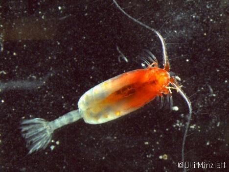 GEOMAR_de's tweet photo. Wieder Weihnachten für die Biologen auf Expedition #SO237 http://t.co/yI4C5y2RmN (js) http://t.co/DYYa8JXkW0