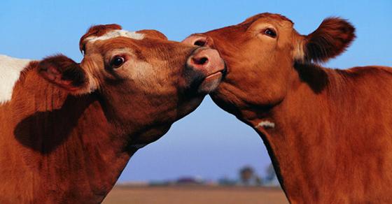 WindowsUK's tweet image. Facts to lighten your mood @Buzzfeed. One more to lighten your mood? #HPStream11 for £179.99 msft.it/6018v9KI