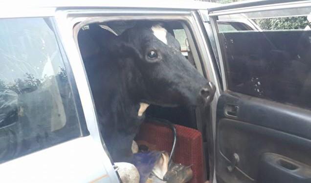 KResearcher's tweet photo. On a light note RT @overlapKE: A #probox can carry a cow? #peculiarkenyans http://t.co/pvjZl1tqgH