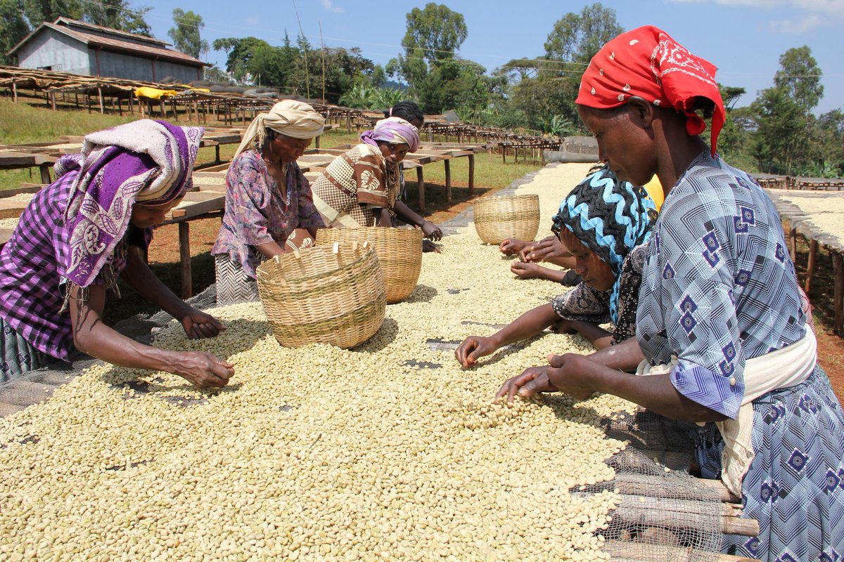 GrowersCupUK's tweet photo. Merry Christmas to our coffee farmers in Ethiopia, who celebrate Christmas today! http://t.co/5LWwHr5Dgq