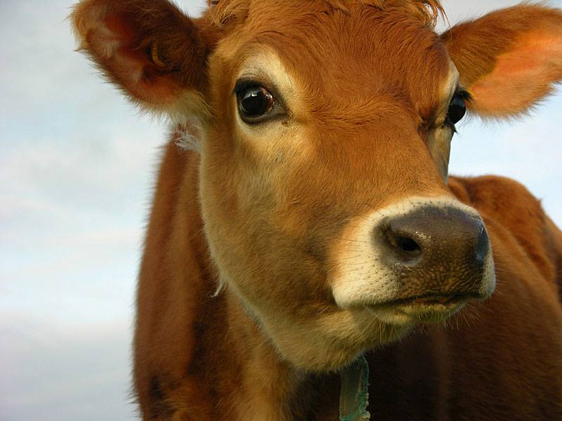 JsyDairy's tweet photo. Thanks to Rachel for these wonderful snaps! Retweet if you're a fan of #JerseyMilk &amp; our iconic #JerseyCows! http://t.co/9phFjWMDY9