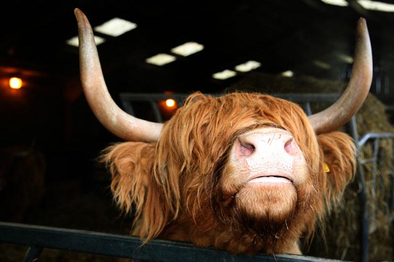 Honey the Highland cow is looking forward to the most exciting year in the history of <a href="/cannonHallFarm/">Cannon Hall Farm</a> :-)