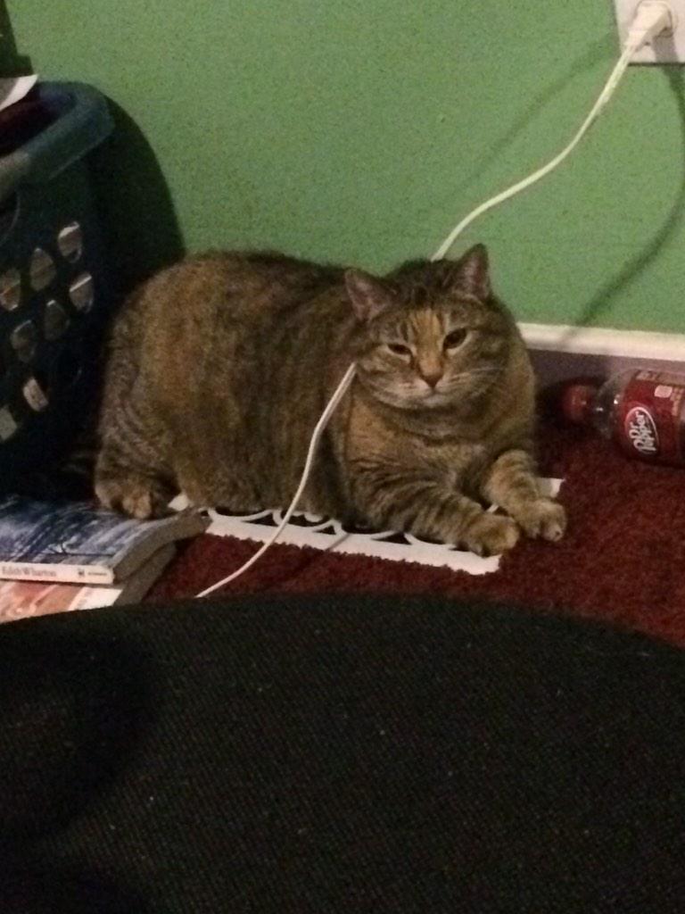 Chris_Intense's tweet photo. @NKCSchools My cat is so cold that she's laying on the vent. Oh, and that cord is connected to my heating blanket. http://t.co/q9PHE0MdAX