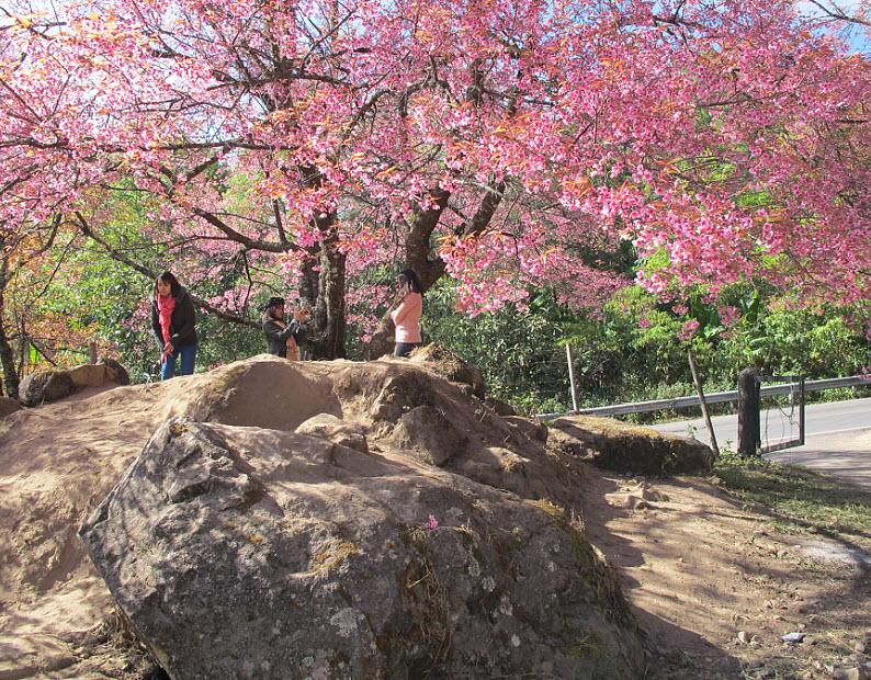 ThaiPBS's tweet photo. ออกดอกแล้วนะคะ ^^ ความสวยของ ซากุระเมืองไทย ดอยอินทนนท์ จ.เชียงใหม่ ค่ะ #ThaiPBS http://t.co/gKzEUz6PHJ