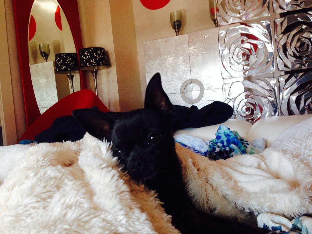 mariia_fc's tweet photo. Agustico 🐶🐶 http://t.co/LWWzymCse6