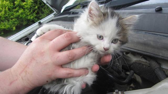 Bu soğuk havalarda arabanızı çalıştırmadan önce kaputa vurmayı unutmayın  cnn.st/1DkxjTv